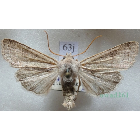 Agrochola humilis (Denis & Schiffermüller, 1775) Czech63j